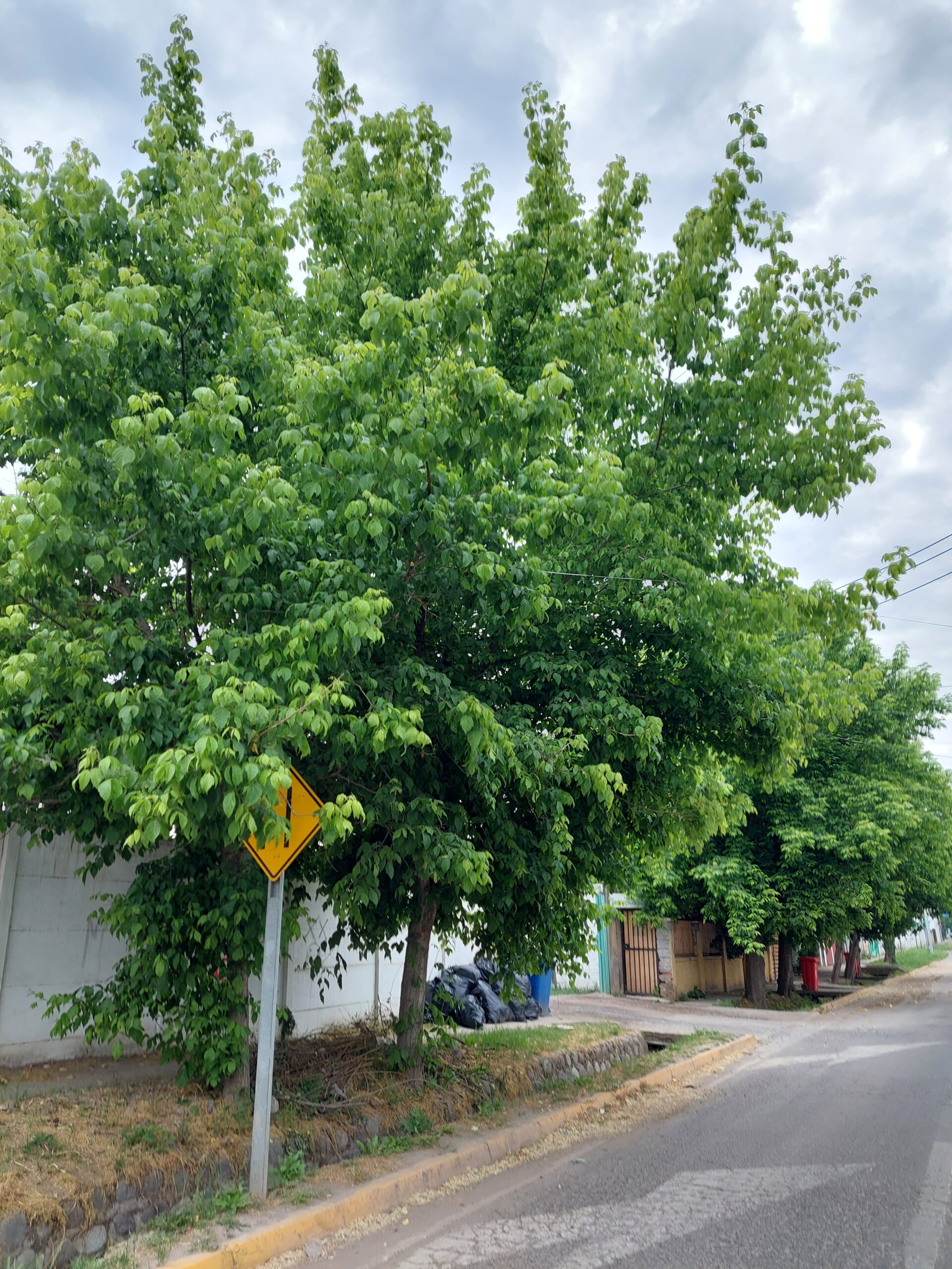 Prescripción técnica de arborización urbana