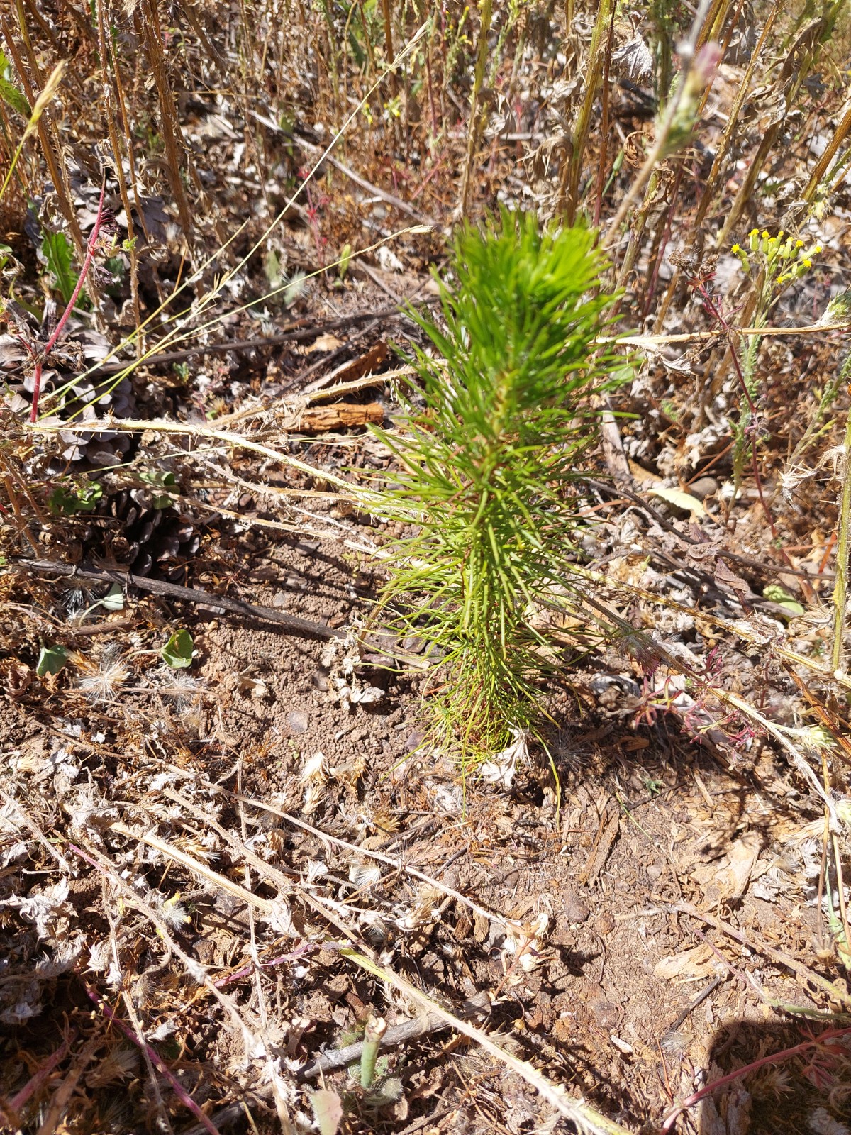 Estudio de la densidad efectiva de plantación contratada y supervivencia de plantas